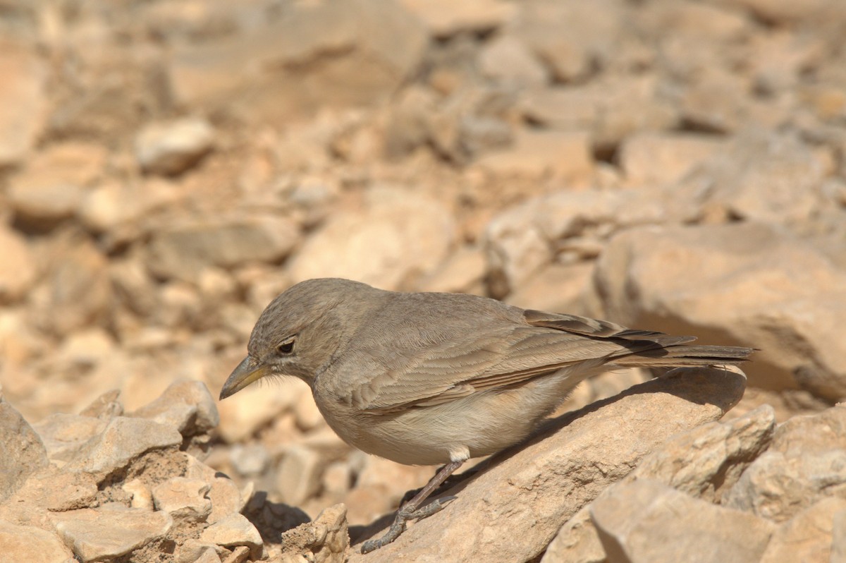 Desert Lark - ML630709352