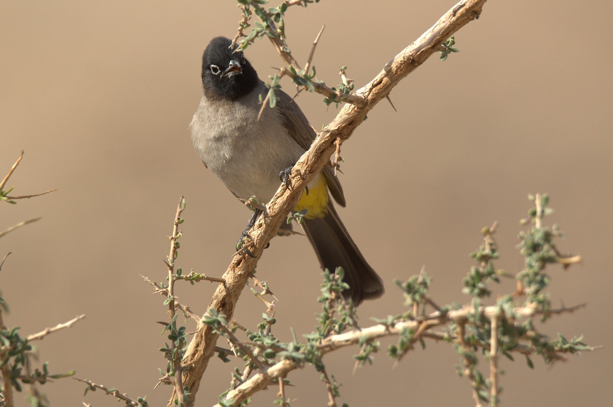 White-spectacled Bulbul - ML630709356