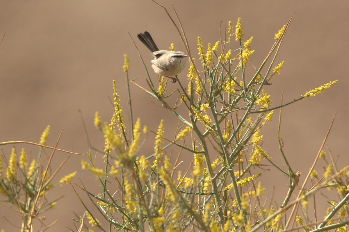 Scrub Warbler - ML630709374