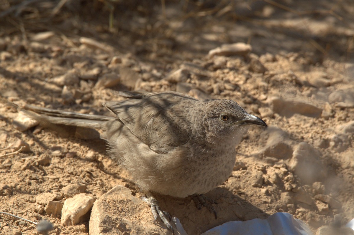 Arabian Babbler - ML630709390