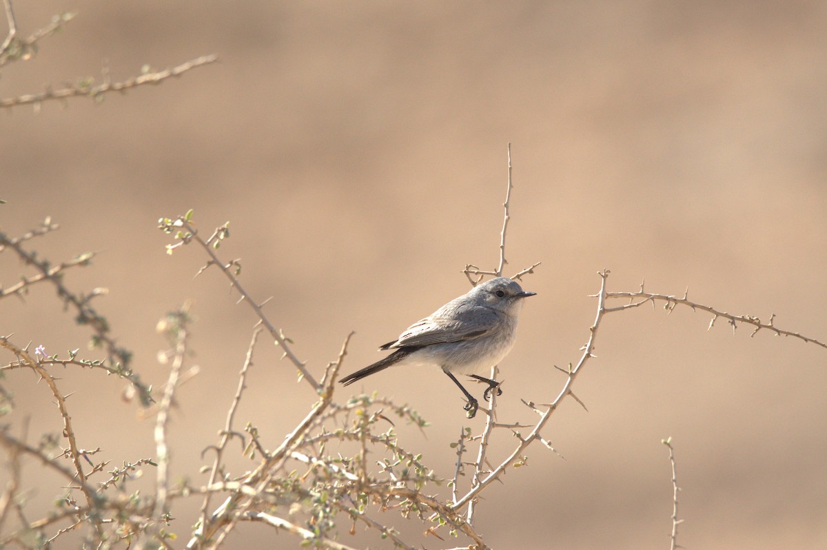 Blackstart - ML630709407