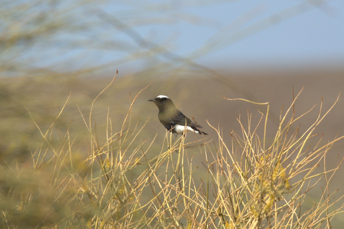 White-crowned Wheatear - ML630709413
