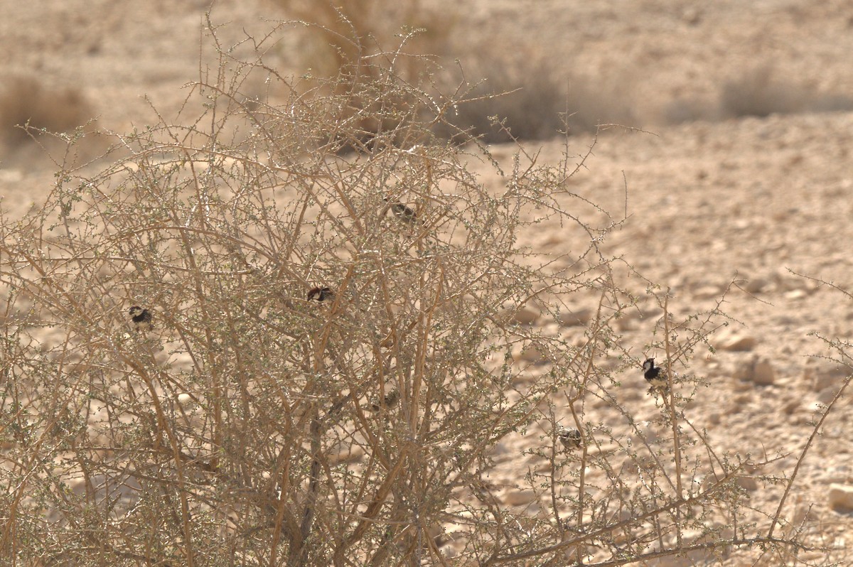 Spanish Sparrow - ML630709425