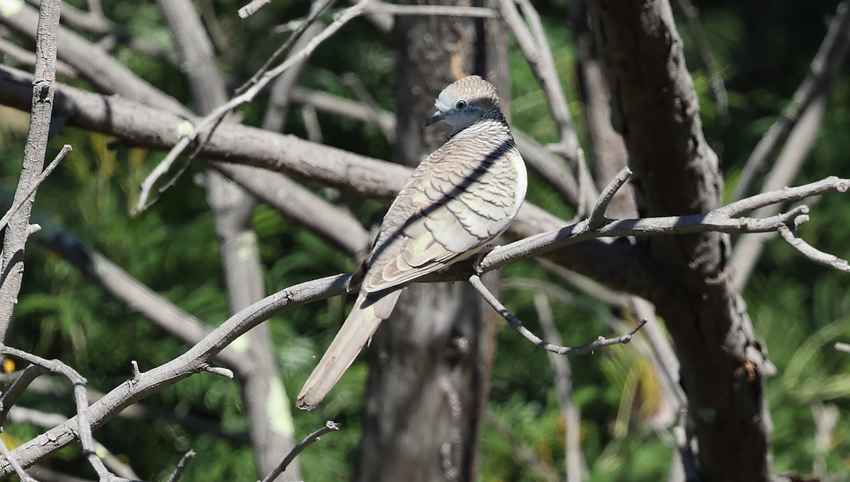 Peaceful Dove - ML630709435