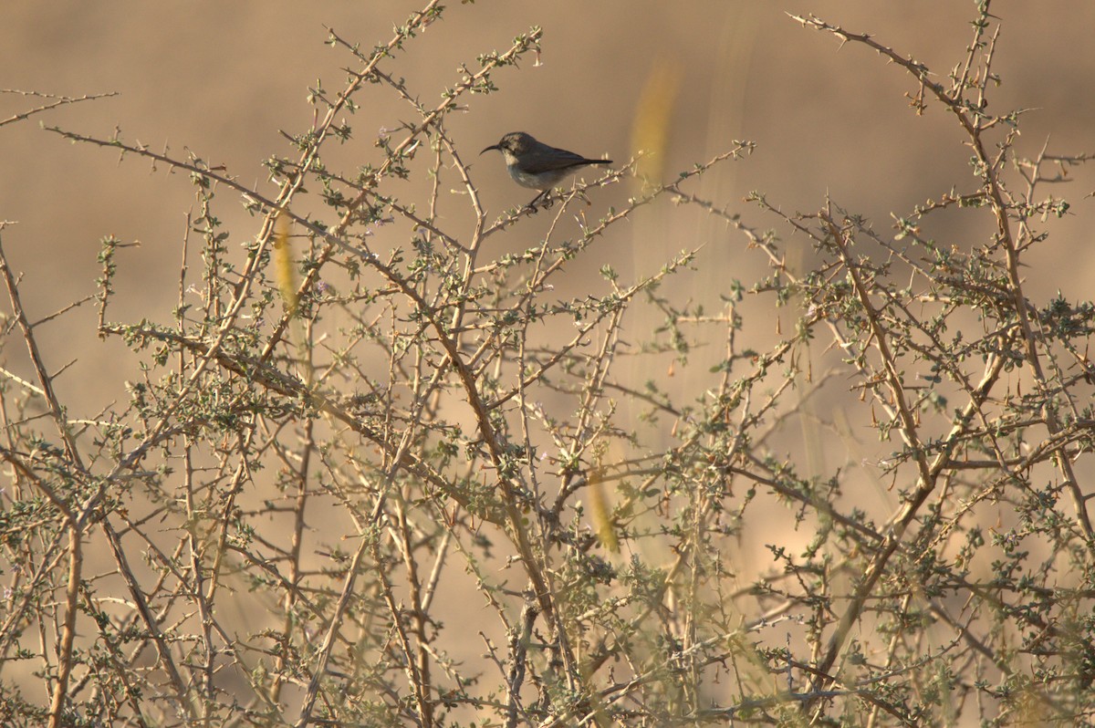 Palestine Sunbird - ML630709447