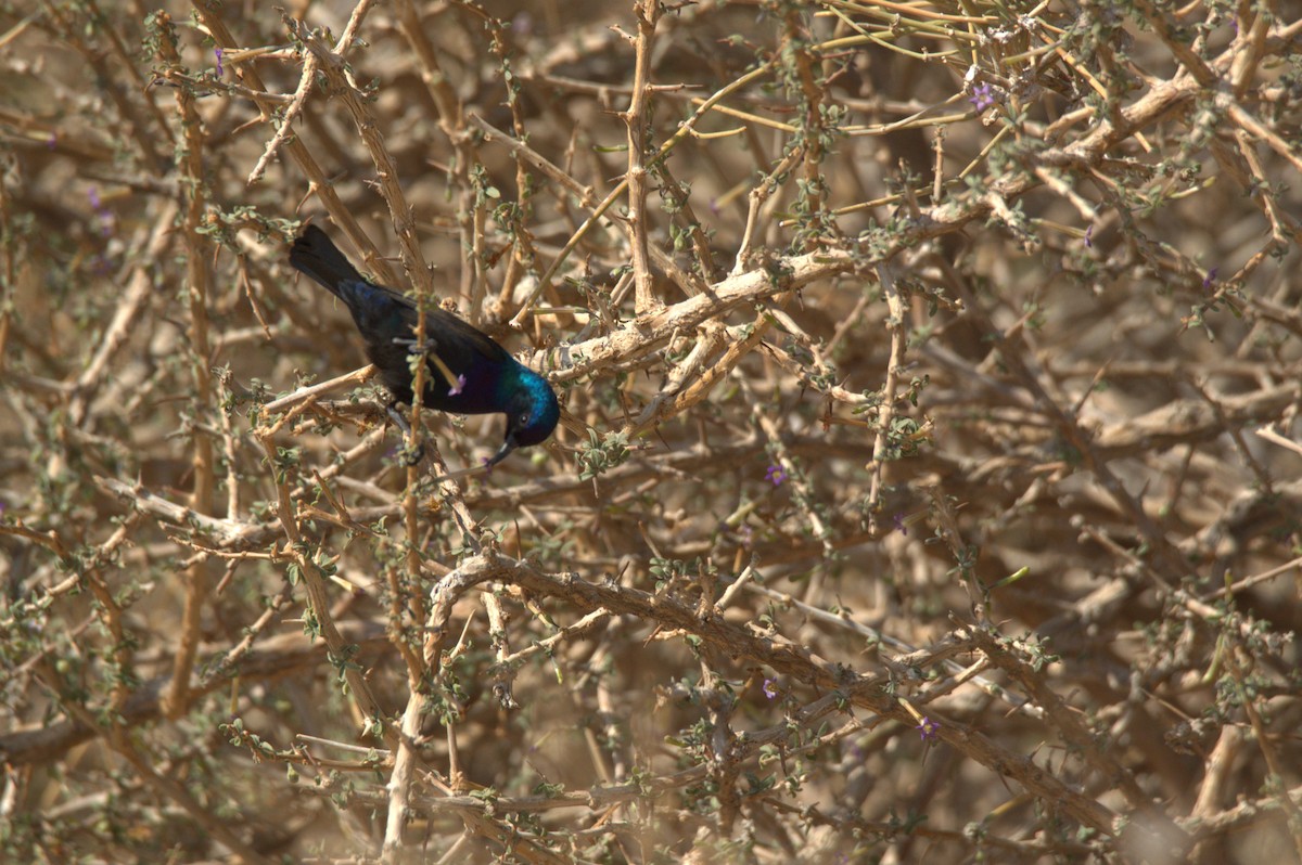 Palestine Sunbird - ML630709448