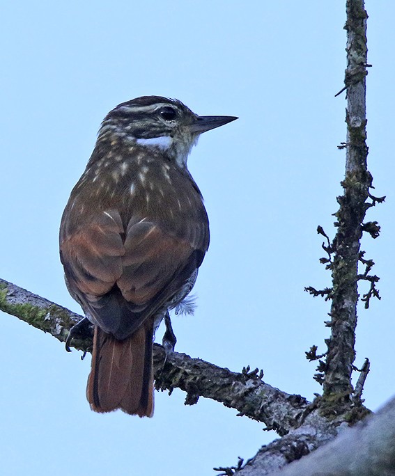 Slender-billed Xenops - ML63070951