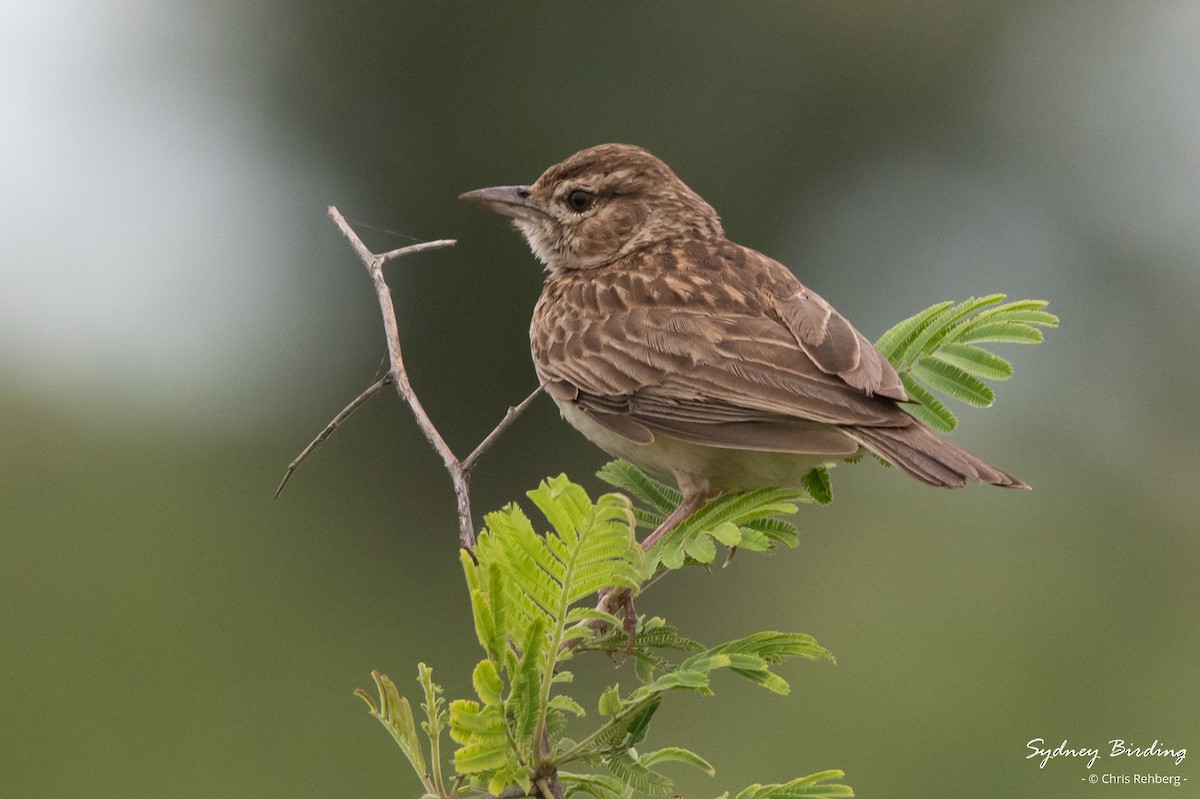 Monotonous Lark - ML630709580