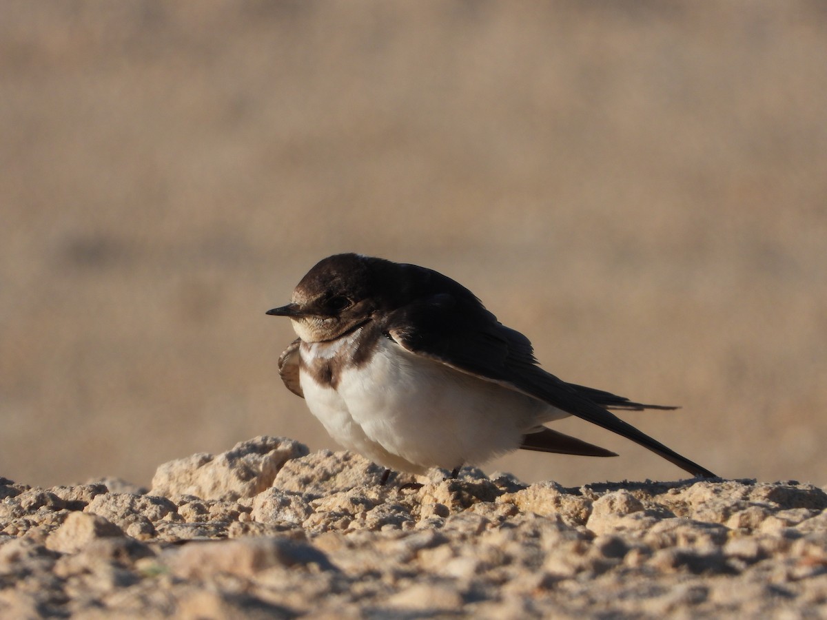 Асрын хараацай - ML630709608