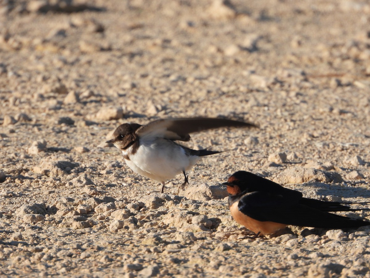 Асрын хараацай - ML630709618