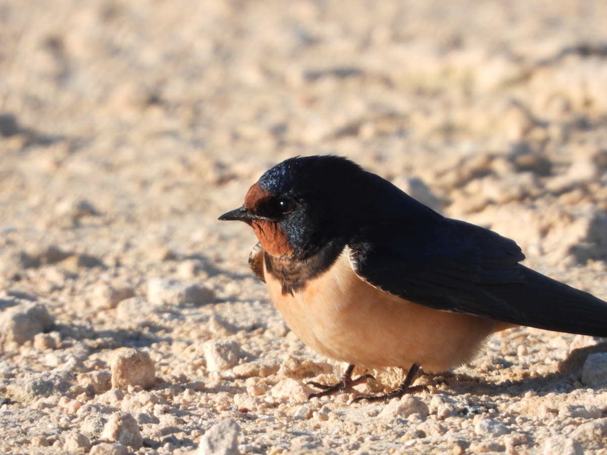 Асрын хараацай - ML630709626