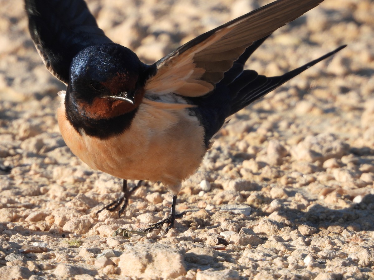 Асрын хараацай - ML630709641