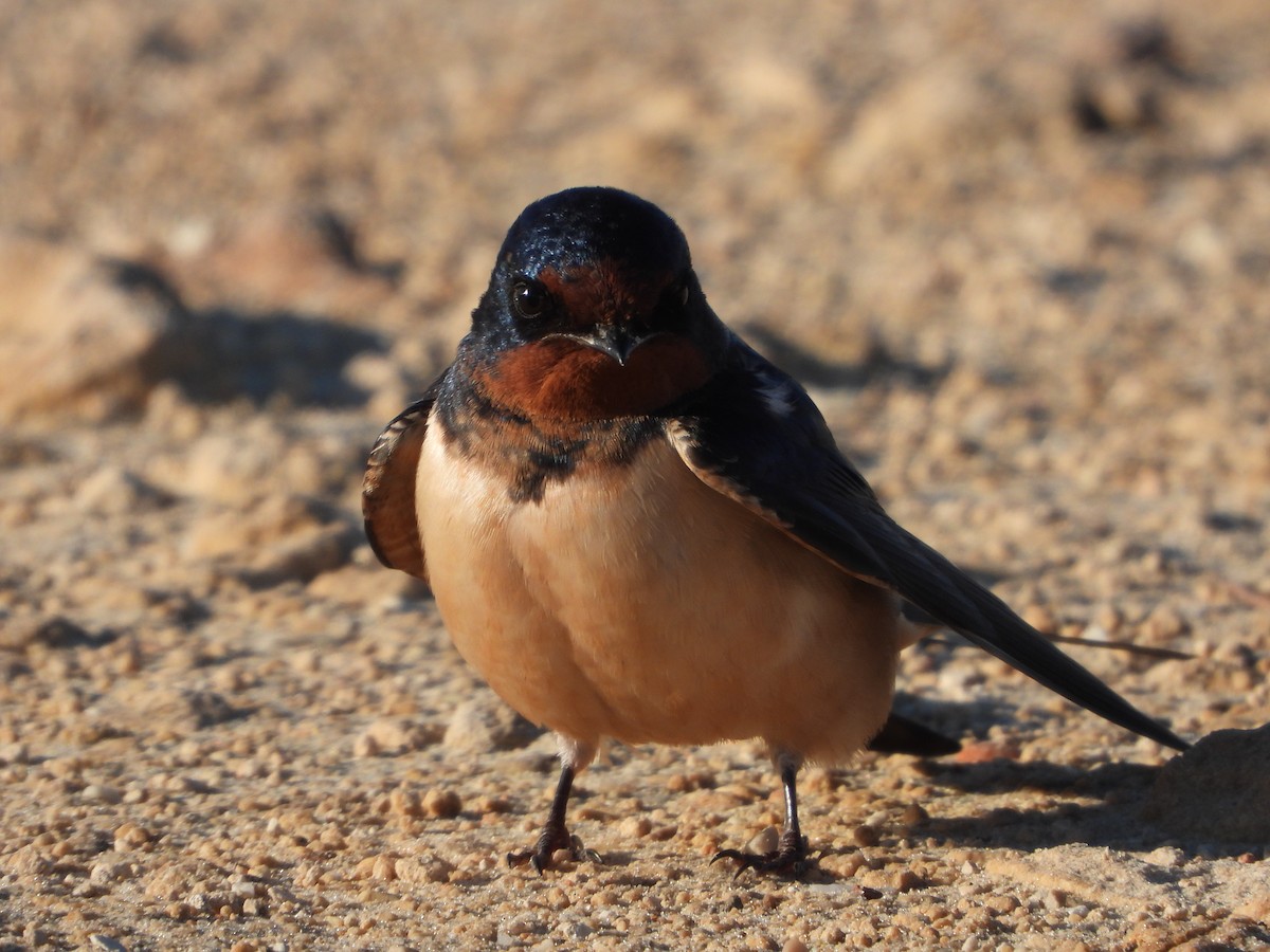 Асрын хараацай - ML630709646