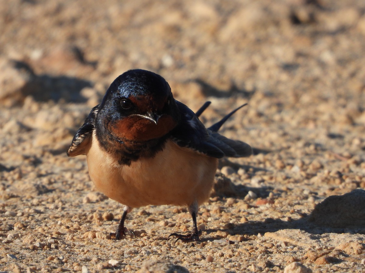 Асрын хараацай - ML630709657