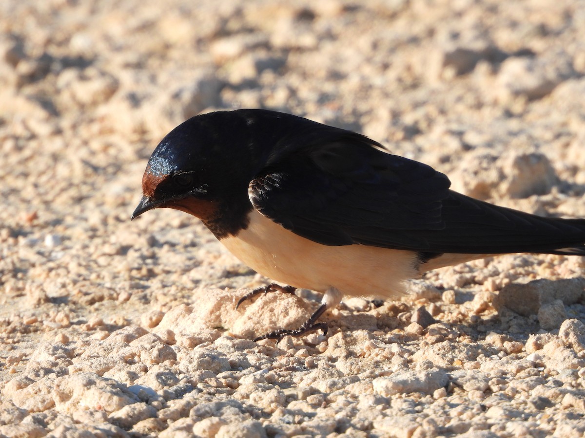 Асрын хараацай - ML630709669