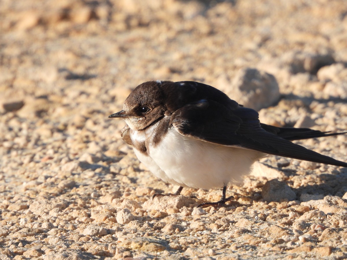 Асрын хараацай - ML630709724