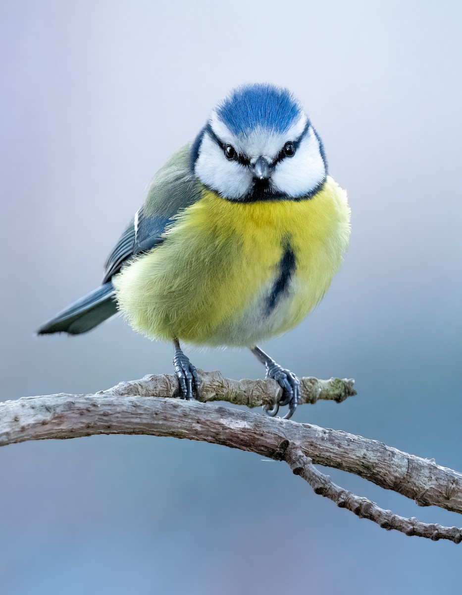 Eurasian Blue Tit - ML630709730