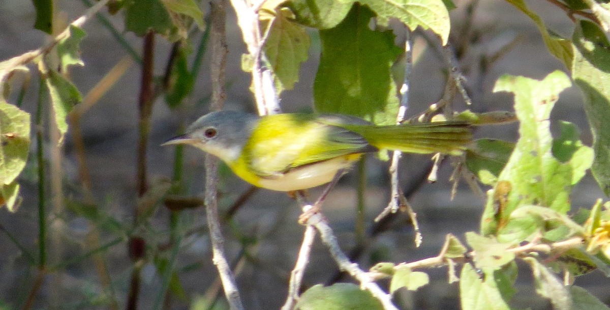 Yellow-breasted Apalis (Brown-tailed) - Adam Dudley