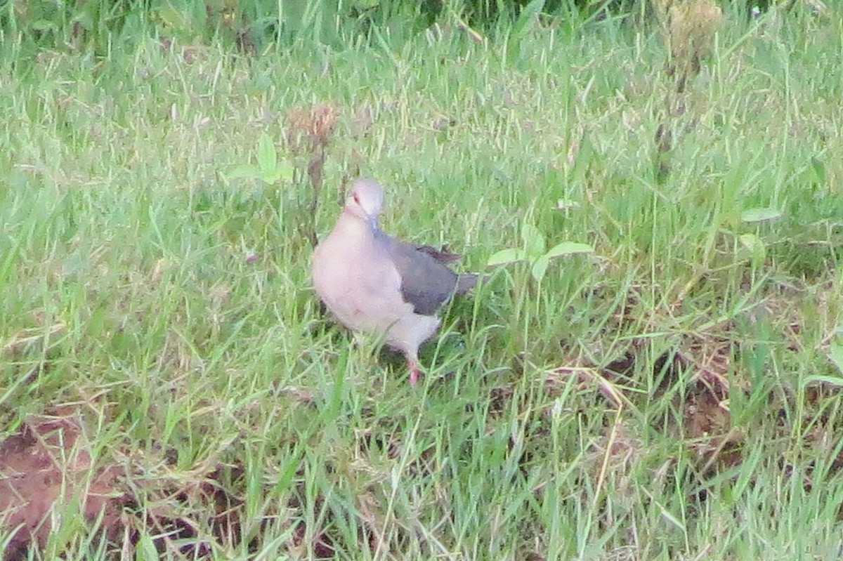 Large-tailed Dove - ML630709813