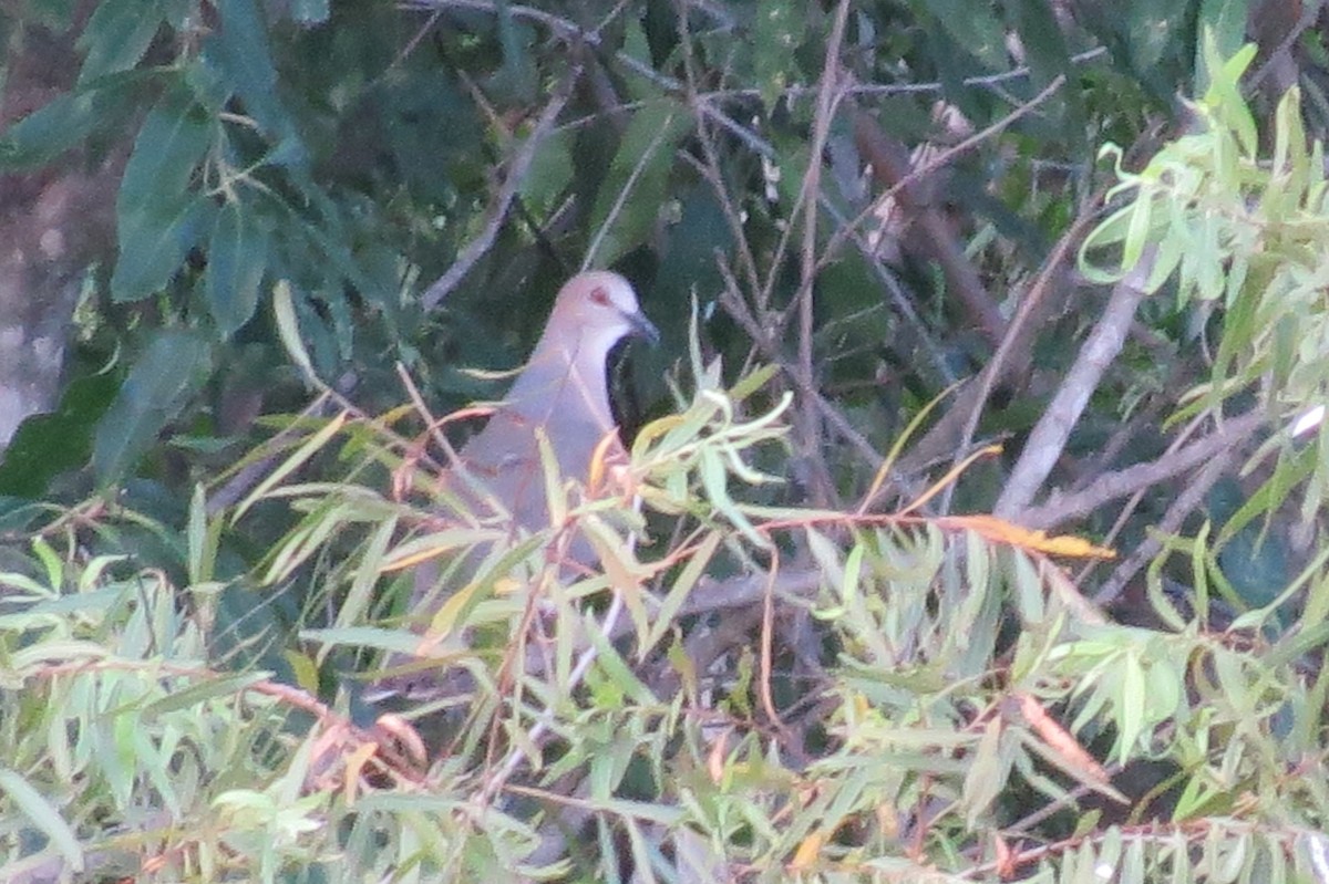 Large-tailed Dove - ML630709814