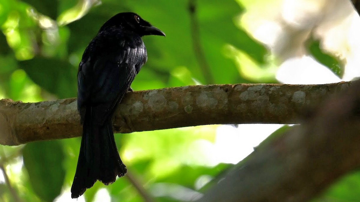 Crow-billed Drongo - ML630709823