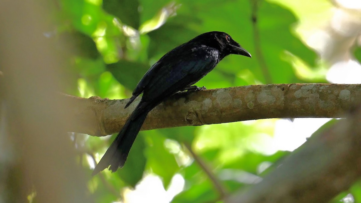 Crow-billed Drongo - ML630709824