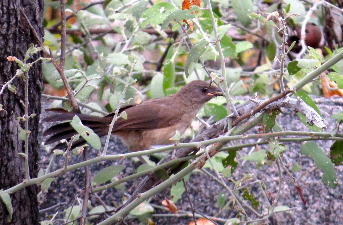 Arrow-marked Babbler - Adam Dudley