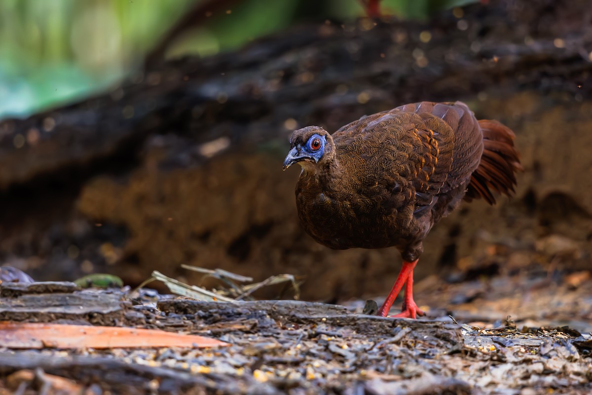 Faisán Coliblanco - ML630710029