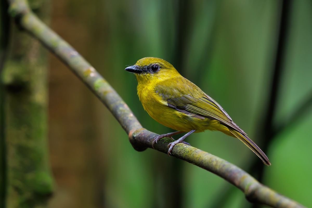 Bornean Whistler - ML630710067