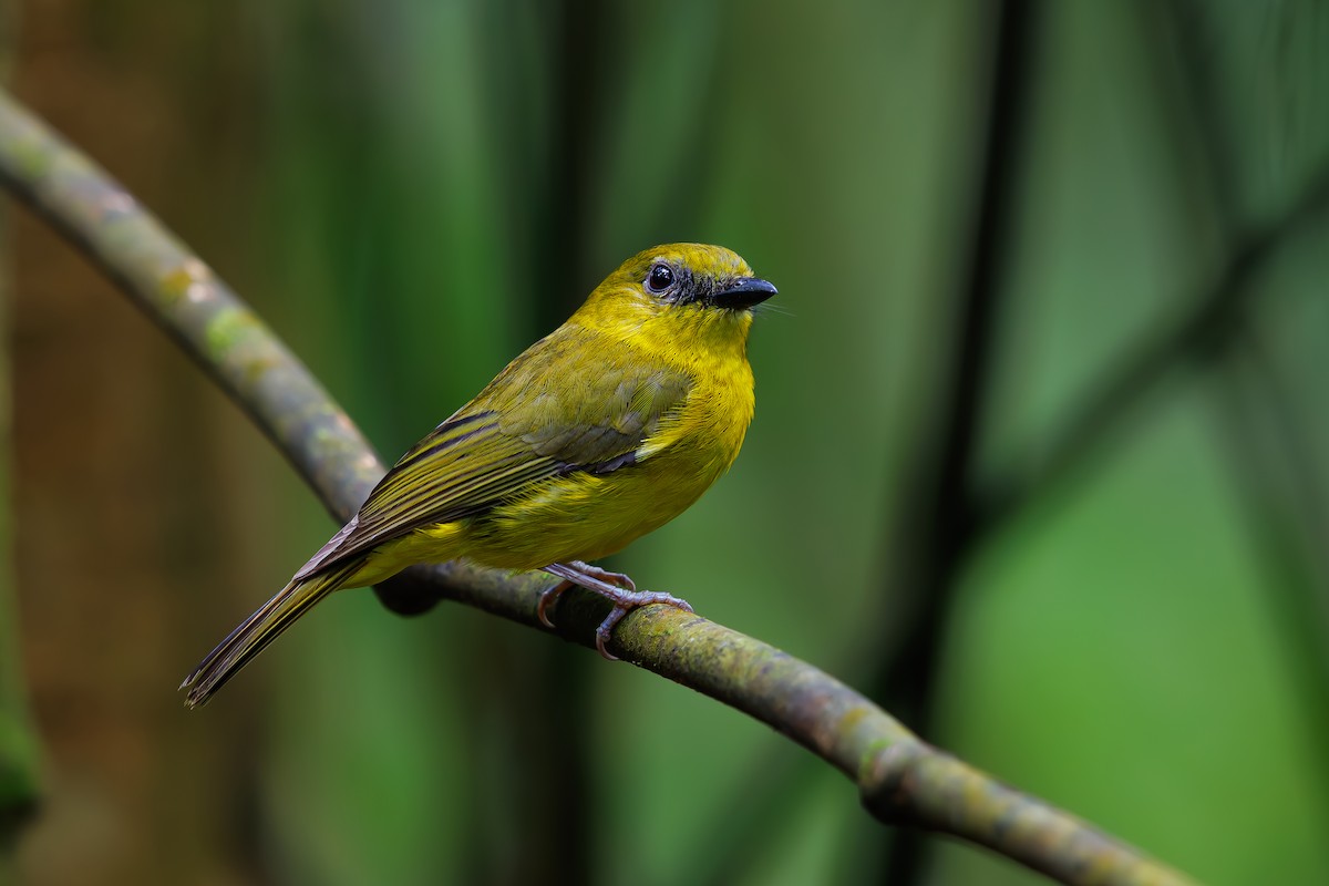Bornean Whistler - ML630710068
