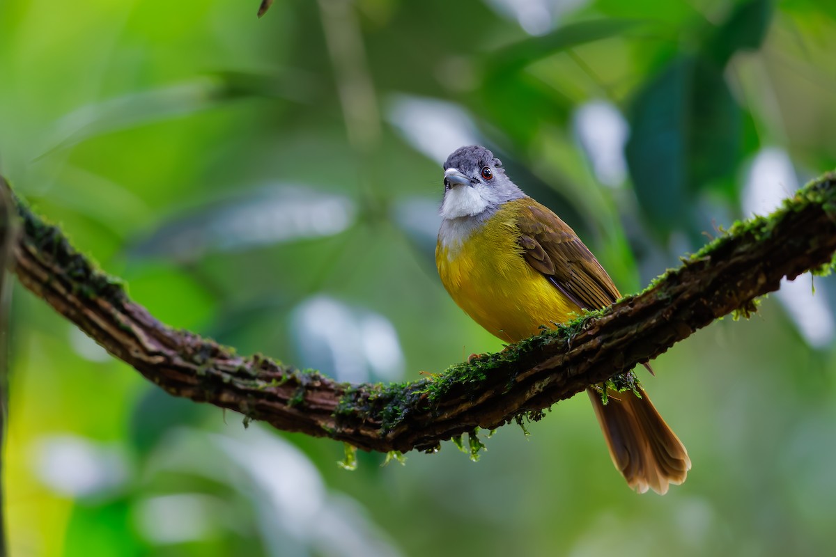 Yellow-bellied Bulbul - ML630710072