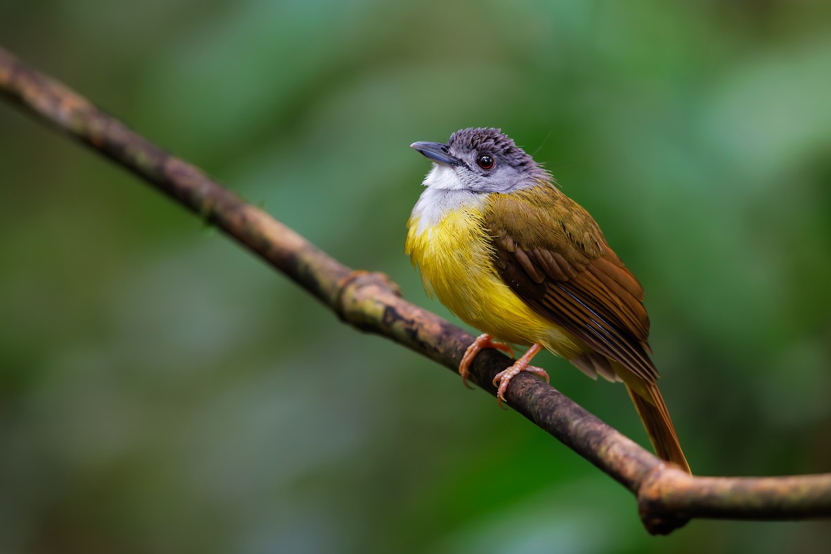 Yellow-bellied Bulbul - ML630710073