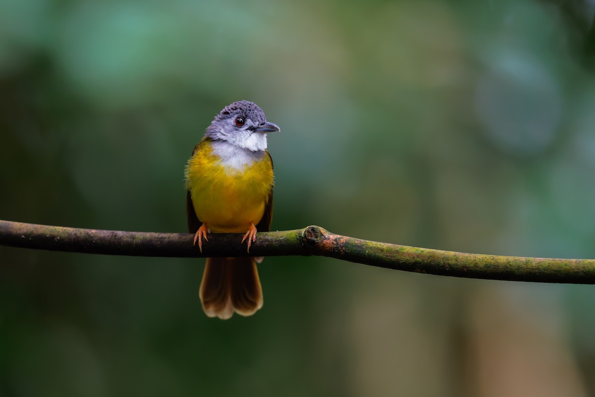 Yellow-bellied Bulbul - ML630710074
