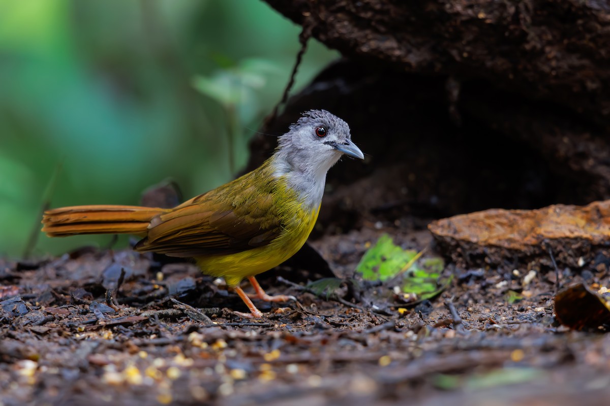 Yellow-bellied Bulbul - ML630710075
