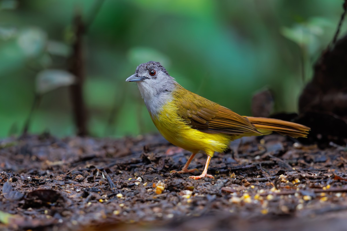 Yellow-bellied Bulbul - ML630710076