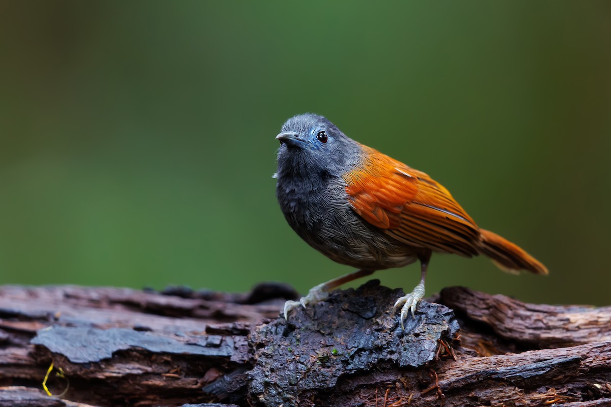 ML630710081 - Gray-hooded Babbler - Macaulay Library