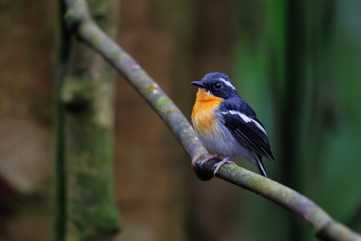Rufous-chested Flycatcher - ML630710113