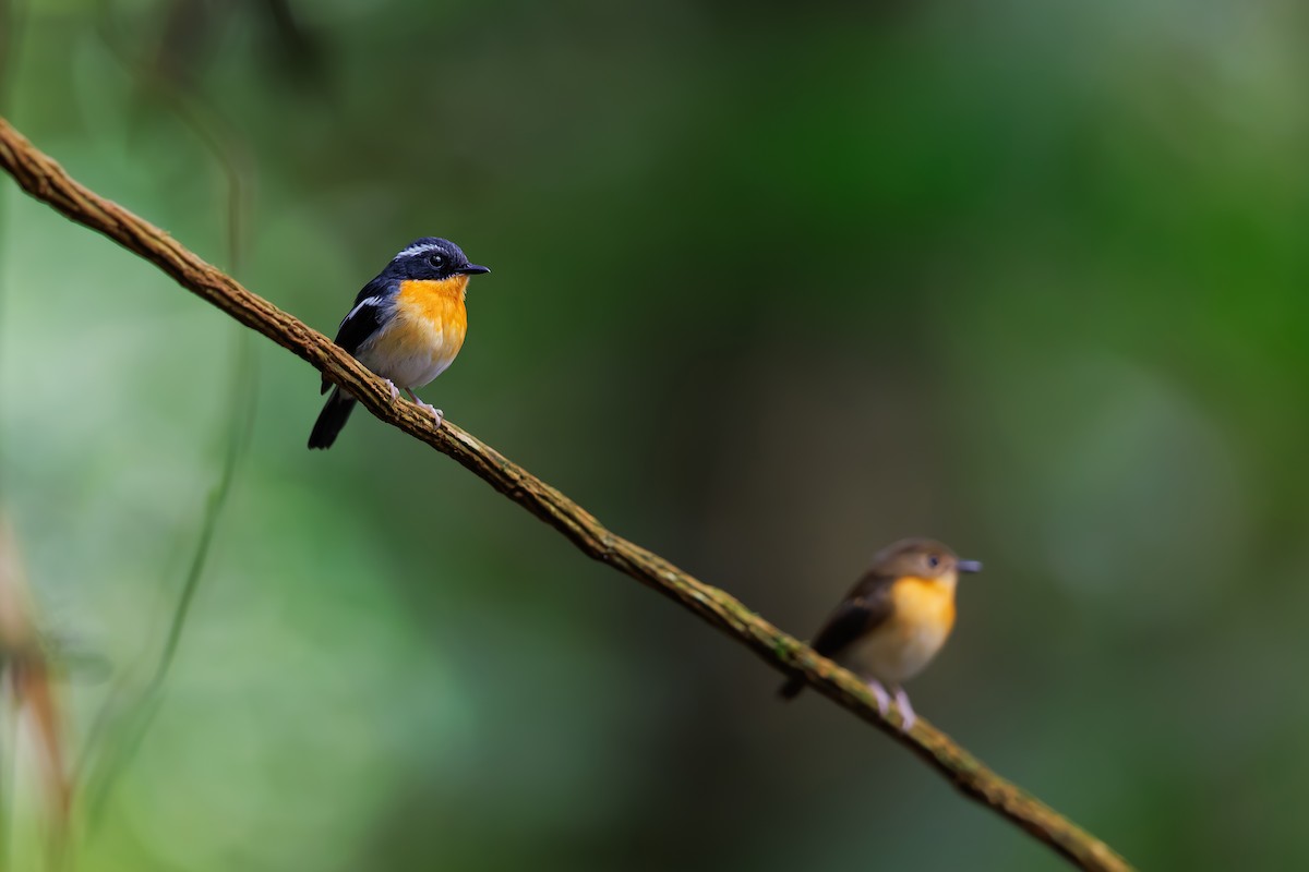 Rufous-chested Flycatcher - ML630710114
