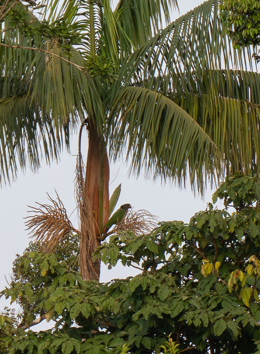 Imperial Amazon - ML630710124