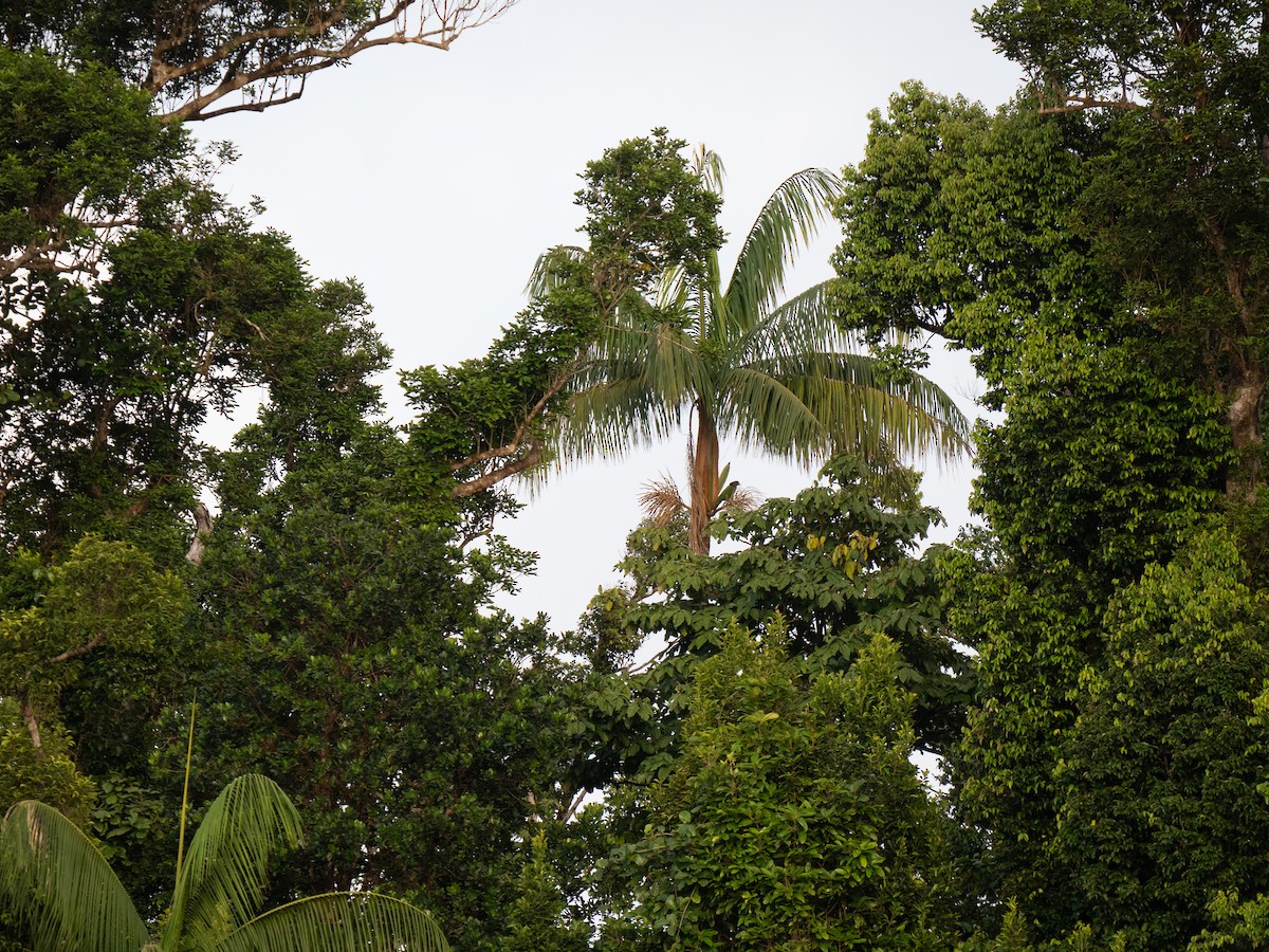 Imperial Amazon - ML630710125