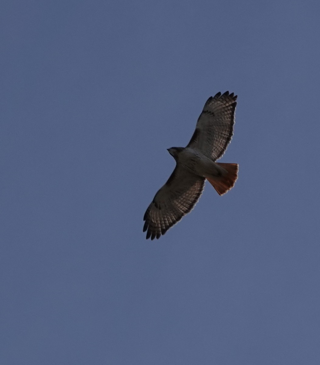 Red-tailed Hawk - ML630710336