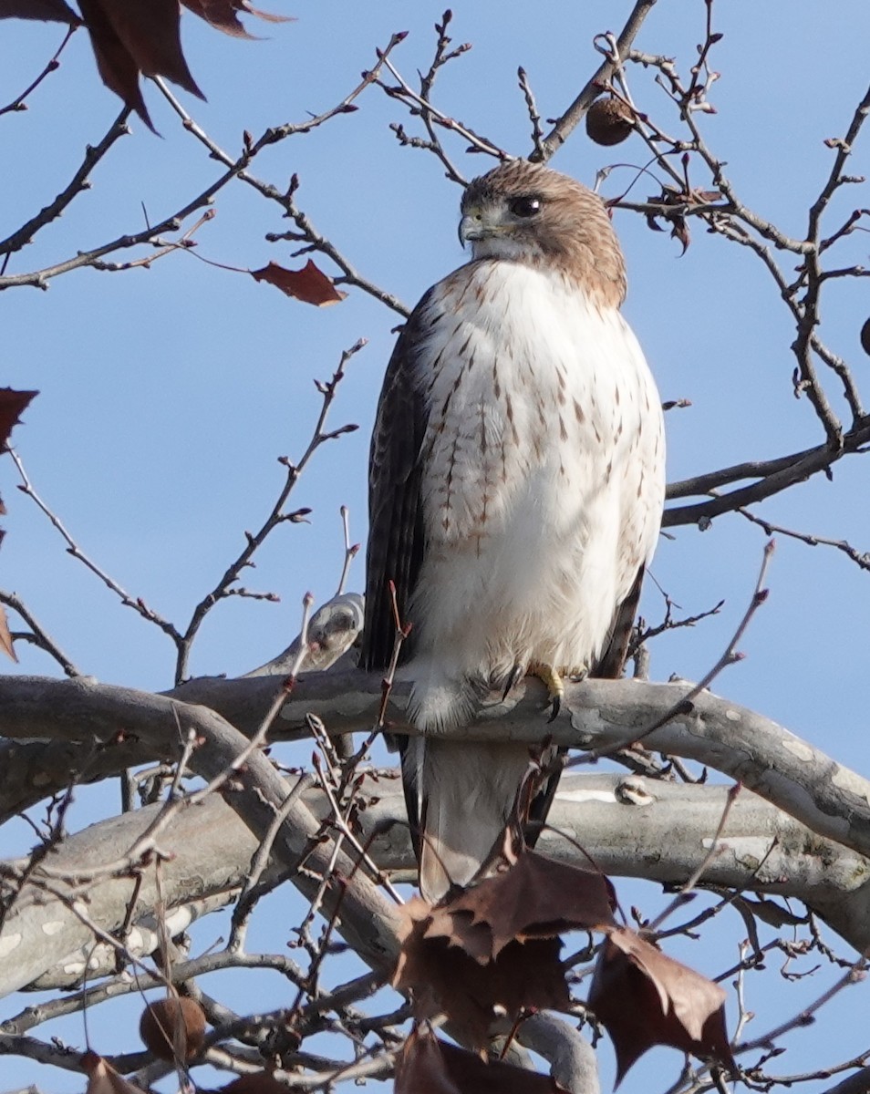 Red-tailed Hawk - ML630710337