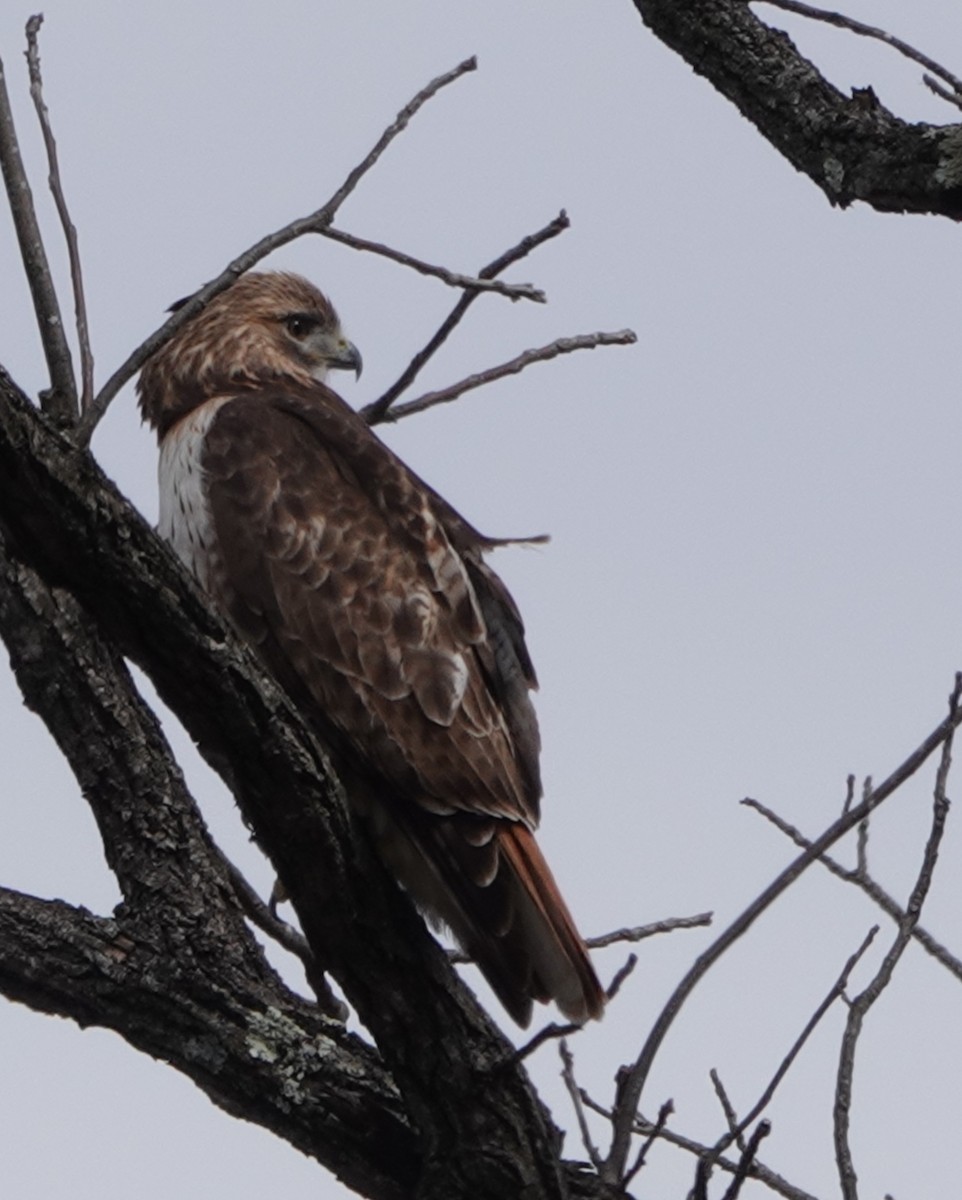 Red-tailed Hawk - ML630710339