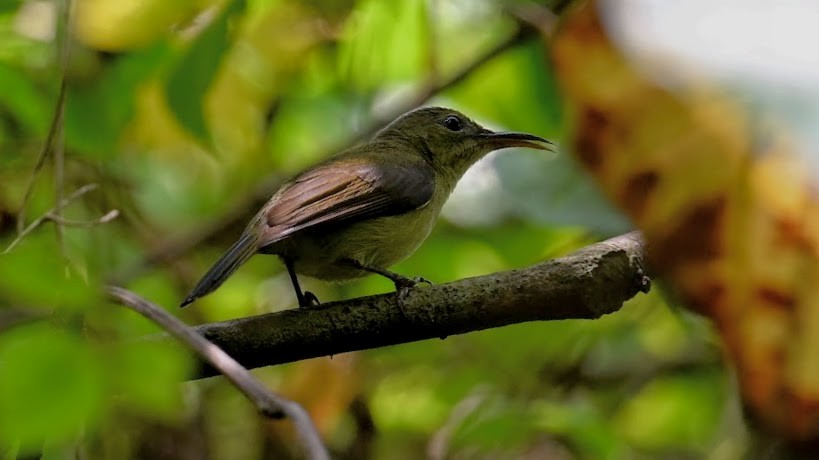 Van Hasselt's Sunbird - ML630710353