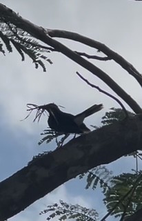 Eastern Red-legged Thrush - ML630710403