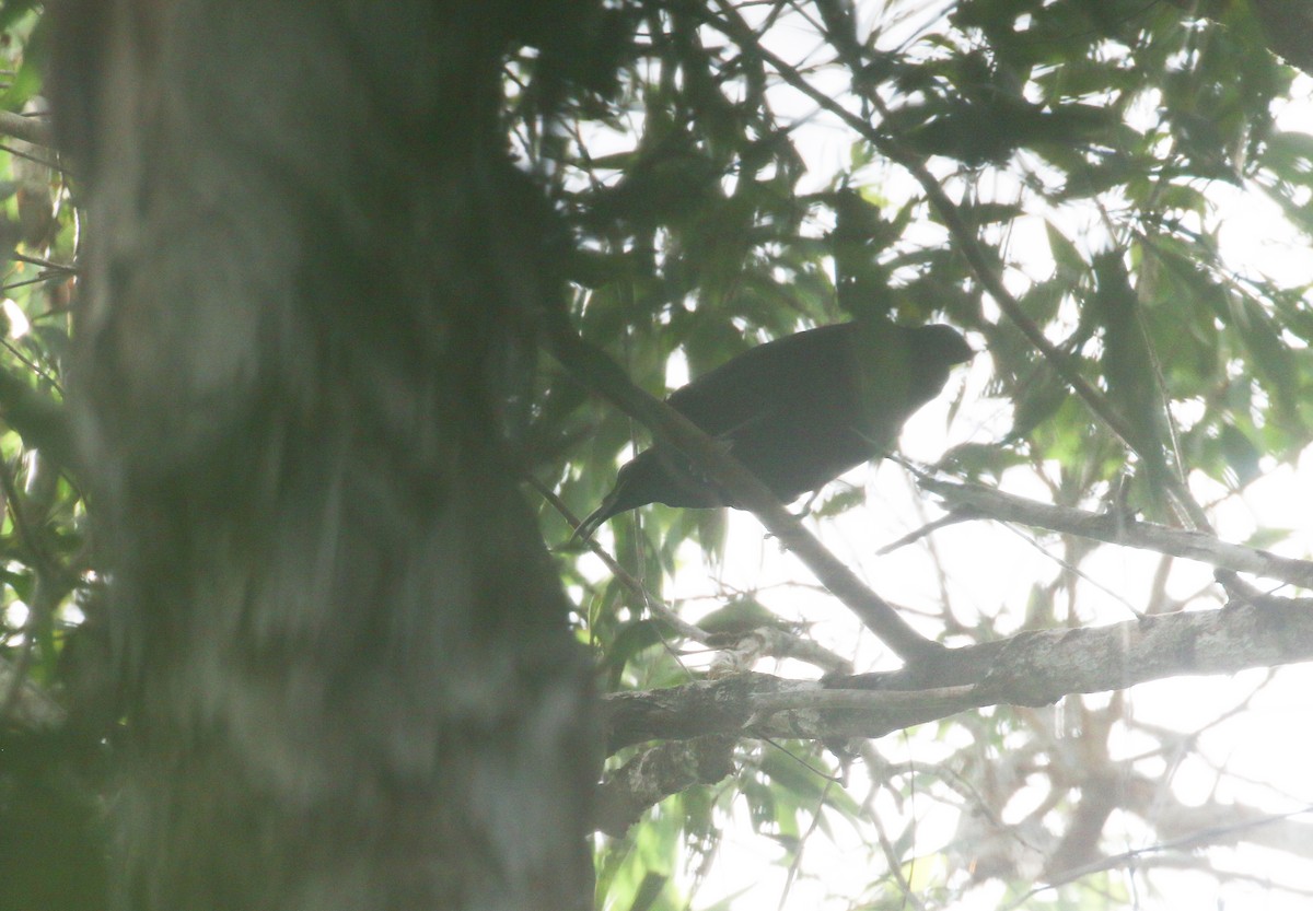 Magnificent Riflebird - ML630710508