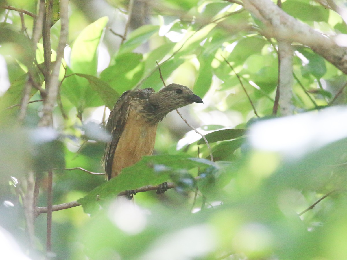 Fawn-breasted Bowerbird - ML630710554