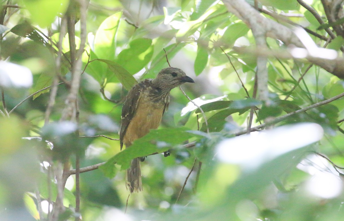 Fawn-breasted Bowerbird - ML630710555