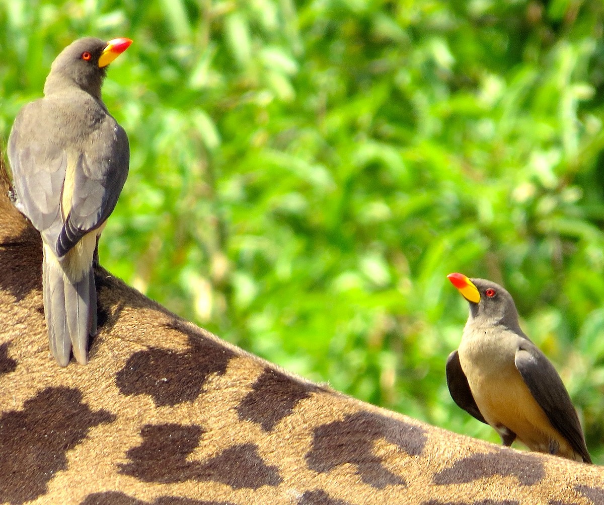 Yellow-billed Oxpecker - Adam Dudley