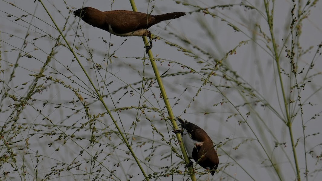Javan Munia - ML630710667